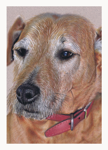 Andrew Howard Art - Lakeland Terrier Cross pastel dog portrait