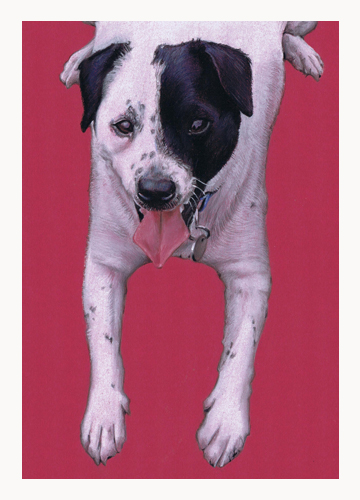 Andrew Howard Art- Staffordshire Bull Terrier pastel dog portrait