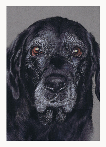 Andrew Howard Art - Black Labrador pastel dog portrait