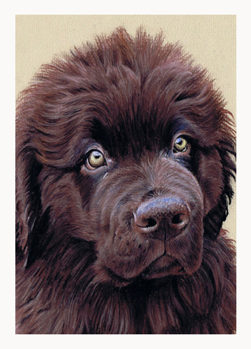 Andrew Howard Art - Newfoundland pastel dog portrait
